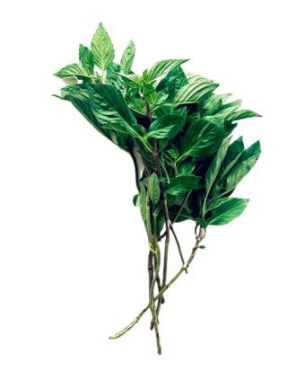 Thai basilikum sød (Ocimum Basilicum) 50 g.